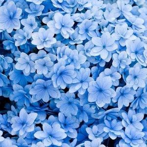 Meet your Posher, Isabella